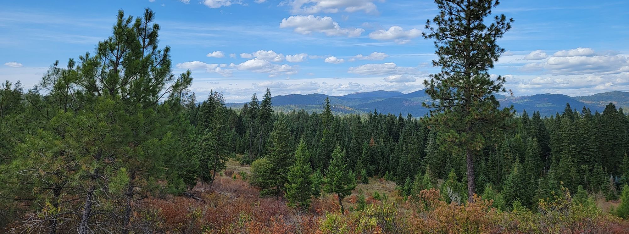 Forest and mountain view